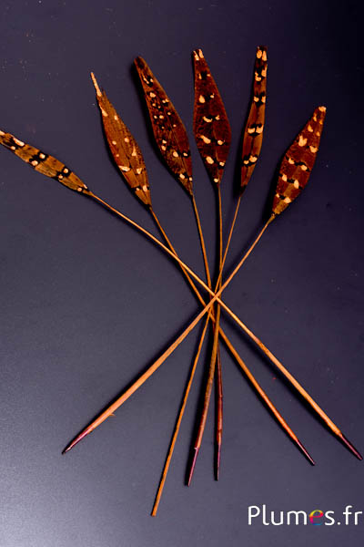 Faisan Colchide flèche paillettes - 27-33 cm - or aztèque